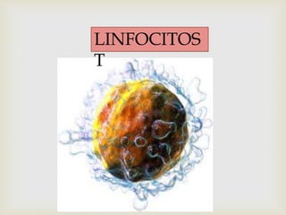 LINFOCITOS 
T 
 