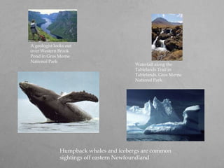 A geologist looks out over Western Brook Pond in Gros Morne National Park Waterfall along the Tablelands Trail in Tablelands, Gros Morne National Park.Humpback whales and icebergs are common sightings off eastern Newfoundland