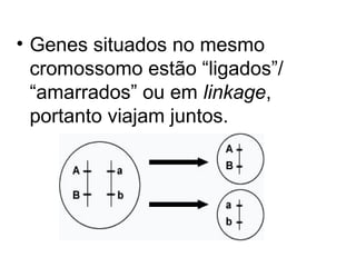 • Genes situados no mesmo
cromossomo estão “ligados”/
“amarrados” ou em linkage,
portanto viajam juntos.

 