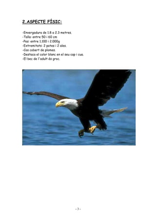 2.ASPECTE FÍSIC:

-Envergadura de 1.8 a 2.3 metres.
-Talla: entre 50 i 60 cm
-Pes: entre 1.100 i 2.000g
-Extremitats: 2 potes i 2 ales.
-Cos cobert de plomes.
-Destaca el color blanc en el seu cap i cua.
-El bec de l'adult és groc.




                                      -3-
 