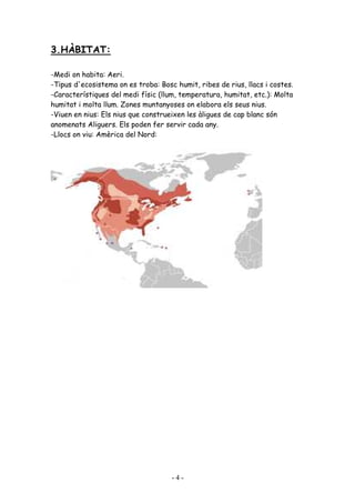3.HÀBITAT:

-Medi on habita: Aeri.
-Tipus d'ecosistema on es troba: Bosc humit, ribes de rius, llacs i costes.
-Característiques del medi físic (llum, temperatura, humitat, etc.): Molta
humitat i molta llum. Zones muntanyoses on elabora els seus nius.
-Viuen en nius: Els nius que construeixen les àligues de cap blanc són
anomenats Aliguers. Els poden fer servir cada any.
-Llocs on viu: Amèrica del Nord:




                                     -4-
 