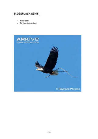 5.DESPLAÇAMENT:

 -   Medi aeri
 -   Es desplaça volant




                          -6-
 