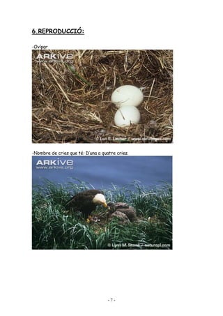 6.REPRODUCCIÓ:

-Ovípar




-Nombre de cries que té: D’una a quatre cries.




                                    -7-
 