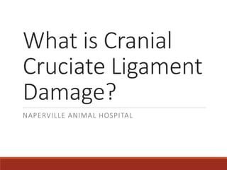 What is Cranial
Cruciate Ligament
Damage?
NAPERVILLE ANIMAL HOSPITAL
 