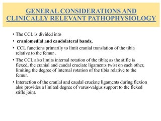 GENERAL CONSIDERATIONS AND
CLINICALLY RELEVANT PATHOPHYSIOLOGY
• The CCL is divided into
• craniomedial and caudolateral bands,
• CCL functions primarily to limit cranial translation of the tibia
relative to the femur .
• The CCL also limits internal rotation of the tibia; as the stifle is
flexed, the cranial and caudal cruciate ligaments twist on each other,
limiting the degree of internal rotation of the tibia relative to the
femur.
• Interaction of the cranial and caudal cruciate ligaments during flexion
also provides a limited degree of varus-valgus support to the flexed
stifle joint.
 