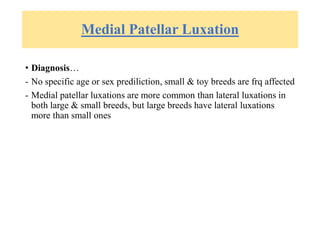 Medial Patellar Luxation
• Diagnosis…
- No specific age or sex prediliction, small & toy breeds are frq affected
- Medial patellar luxations are more common than lateral luxations in
both large & small breeds, but large breeds have lateral luxations
more than small ones
 
