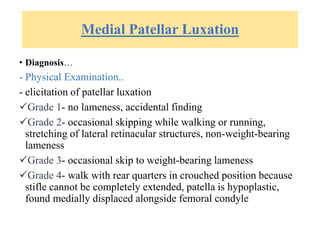Medial Patellar Luxation
• Diagnosis…
- Physical Examination..
- elicitation of patellar luxation
Grade 1- no lameness, accidental finding
Grade 2- occasional skipping while walking or running,
stretching of lateral retinacular structures, non-weight-bearing
lameness
Grade 3- occasional skip to weight-bearing lameness
Grade 4- walk with rear quarters in crouched position because
stifle cannot be completely extended, patella is hypoplastic,
found medially displaced alongside femoral condyle
 