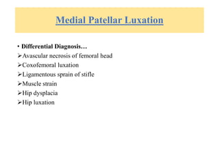Medial Patellar Luxation
• Differential Diagnosis…
Avascular necrosis of femoral head
Coxofemoral luxation
Ligamentous sprain of stifle
Muscle strain
Hip dysplacia
Hip luxation
 