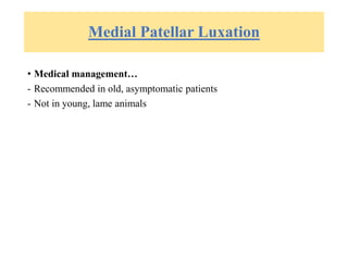 Medial Patellar Luxation
• Medical management…
- Recommended in old, asymptomatic patients
- Not in young, lame animals
 