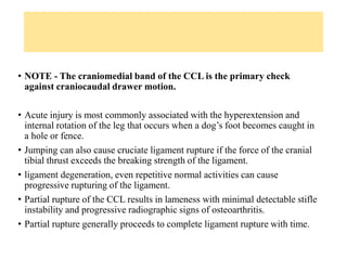 • NOTE - The craniomedial band of the CCL is the primary check
against craniocaudal drawer motion.
• Acute injury is most commonly associated with the hyperextension and
internal rotation of the leg that occurs when a dog’s foot becomes caught in
a hole or fence.
• Jumping can also cause cruciate ligament rupture if the force of the cranial
tibial thrust exceeds the breaking strength of the ligament.
• ligament degeneration, even repetitive normal activities can cause
progressive rupturing of the ligament.
• Partial rupture of the CCL results in lameness with minimal detectable stifle
instability and progressive radiographic signs of osteoarthritis.
• Partial rupture generally proceeds to complete ligament rupture with time.
 