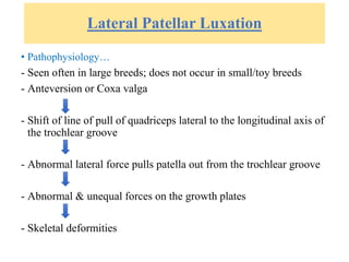 Lateral Patellar Luxation
• Pathophysiology…
- Seen often in large breeds; does not occur in small/toy breeds
- Anteversion or Coxa valga
- Shift of line of pull of quadriceps lateral to the longitudinal axis of
the trochlear groove
- Abnormal lateral force pulls patella out from the trochlear groove
- Abnormal & unequal forces on the growth plates
- Skeletal deformities
 