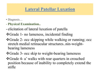 Lateral Patellar Luxation
• Diagnosis…
- Physical Examination..
- elicitation of lateral luxation of patella
Grade 1- no lameness, incidental finding
Grade 2- occ skipping while walking or running; occ
stretch medial retinacular structures..nin-weight-
bearing lameness
Grade 3- occ skip to weight-bearing lameness
Grade 4- a’ walks with rear quarters in crouched
position because of inability to completely extend the
stifle
 