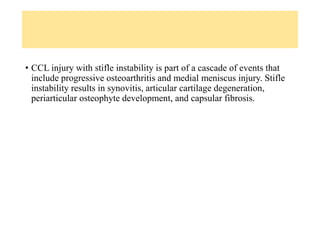 • CCL injury with stifle instability is part of a cascade of events that
include progressive osteoarthritis and medial meniscus injury. Stifle
instability results in synovitis, articular cartilage degeneration,
periarticular osteophyte development, and capsular fibrosis.
 