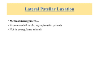 Lateral Patellar Luxation
• Medical management…
- Recommended in old, asymptomatic patients
- Not in young, lame animals
 