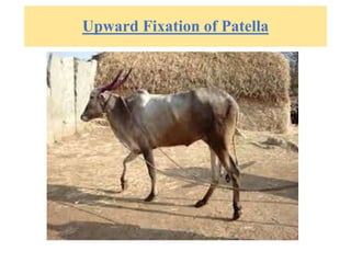 Upward Fixation of Patella
 