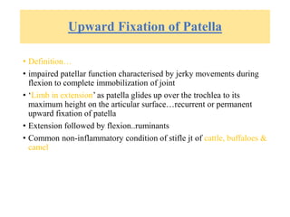 Upward Fixation of Patella
• Definition…
• impaired patellar function characterised by jerky movements during
flexion to complete immobilization of joint
• ‘Limb in extension’ as patella glides up over the trochlea to its
maximum height on the articular surface…recurrent or permanent
upward fixation of patella
• Extension followed by flexion..ruminants
• Common non-inflammatory condition of stifle jt of cattle, buffaloes &
camel
 