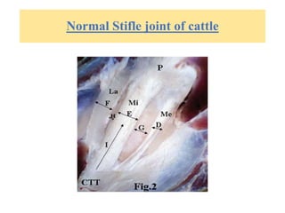 Normal Stifle joint of cattle
 
