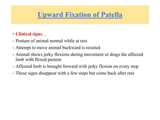 Upward Fixation of Patella
• Clinical signs…
- Posture of animal normal while at rest
- Attempt to move animal backward is resisted
- Animal shows jerky flexions during movement or drags the affected
limb with flexed pastern
- Affected limb is brought forward with jerky flexion on every step
- These signs disappear with a few steps but come back after rest
 