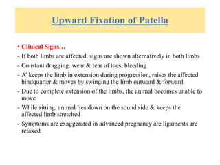 Upward Fixation of Patella
• Clinical Signs…
- If both limbs are affected, signs are shown alternatively in both limbs
- Constant dragging..wear & tear of toes, bleeding
- A’ keeps the limb in extension during progression, raises the affected
hindquarter & moves by swinging the limb outward & forward
- Due to complete extension of the limbs, the animal becomes unable to
move
- While sitting, animal lies down on the sound side & keeps the
affected limb stretched
- Symptoms are exaggerated in advanced pregnancy are ligaments are
relaxed
 