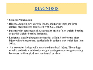 DIAGNOSIS
• Clinical Presentation
• History. Acute injury, chronic injury, and partial tears are three
clinical presentations associated with CCL injury.
• Patients with acute tears show a sudden onset of non weight-bearing
or partial-weight-bearing lameness.
• Lameness usually decreases somewhat within 3 to 6 weeks after
injury without treatment, particularly in patients that weigh less than
10 kg.
• An exception is dogs with associated meniscal injury. These dogs
usually maintain a minimally weight bearing or non-weight-bearing
lameness until surgical intervention takes place.
 