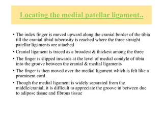 Locating the medial patellar ligament..
• The index finger is moved upward along the cranial border of the tibia
till the cranial tibial tuberosity is reached where the three straight
patellar ligaments are attached
• Cranial ligament is traced as a broadest & thickest among the three
• The finger is slipped inwards at the level of medial condyle of tibia
into the groove between the cranial & medial ligaments
• The finger is then moved over the medial ligament which is felt like a
prominent cord
• Though the medial ligament is widely separated from the
middle/cranial, it is difficult to appreciate the groove in between due
to adipose tissue and fibrous tissue
 