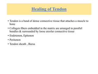 Healing of Tendon
• Tendon is a band of dense connective tissue that attaches a muscle to
bone
• Collagen fibers embedded in the matrix are arranged in parallel
bundles & surrounded by loose areolar connective tissue
• Endotenon, Epitenon
• Peritenon
• Tendon sheath , Bursa
 