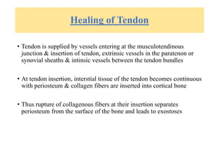 Healing of Tendon
• Tendon is supplied by vessels entering at the musculotendinous
junction & insertion of tendon, extrinsic vessels in the paratenon or
synovial sheaths & intinsic vessels between the tendon bundles
• At tendon insertion, interstial tissue of the tendon becomes continuous
with periosteum & collagen fibers are inserted into cortical bone
• Thus rupture of collagenous fibers at their insertion separates
periosteum from the surface of the bone and leads to exostoses
 