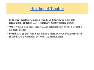 Healing of Tendon
• Extrinsic (peritenon, tendon sheath) & Intrinsic components
(endotenon, epitenon)…~…capillary & fibroblastic growth
• ‘One-wound-one-scar’ theorey…as adhesions are formed with the
adjacent tissues
• Fibroblasts & capillary buds migrate from surrounding connective
tissue into the wound & between the tendon ends
 