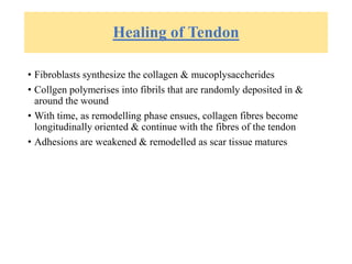 Healing of Tendon
• Fibroblasts synthesize the collagen & mucoplysaccherides
• Collgen polymerises into fibrils that are randomly deposited in &
around the wound
• With time, as remodelling phase ensues, collagen fibres become
longitudinally oriented & continue with the fibres of the tendon
• Adhesions are weakened & remodelled as scar tissue matures
 