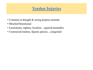 Tendon Injuries
• Common in draught & racing purpose animals
• Mischief/Intentional
• Lacerations, rupture, luxation…aquired anomalies
• Contracted tendons, Spastic paresis…congenital
 