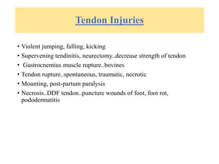 Tendon Injuries
• Violent jumping, falling, kicking
• Supervening tendinitis, neurectomy..decrease strength of tendon
• Gastrocnemius muscle rupture..bovines
• Tendon rupture..spontaneous, traumatic, necrotic
• Mounting, post-partum paralysis
• Necrosis..DDF tendon..puncture wounds of foot, foot rot,
pododermatitis
 