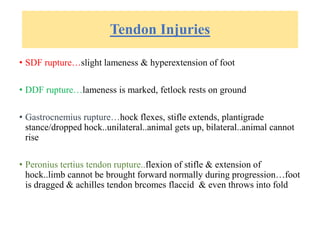 Tendon Injuries
• SDF rupture…slight lameness & hyperextension of foot
• DDF rupture…lameness is marked, fetlock rests on ground
• Gastrocnemius rupture…hock flexes, stifle extends, plantigrade
stance/dropped hock..unilateral..animal gets up, bilateral..animal cannot
rise
• Peronius tertius tendon rupture..flexion of stifle & extension of
hock..limb cannot be brought forward normally during progression…foot
is dragged & achilles tendon brcomes flaccid & even throws into fold
 