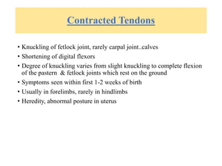Contracted Tendons
• Knuckling of fetlock joint, rarely carpal joint..calves
• Shortening of digital flexors
• Degree of knuckling varies from slight knuckling to complete flexion
of the pastern & fetlock joints which rest on the ground
• Symptoms seen within first 1-2 weeks of birth
• Usually in forelimbs, rarely in hindlimbs
• Heredity, abnormal posture in uterus
 