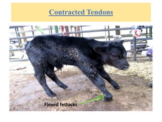 Contracted Tendons
Flexed fetlocks
 