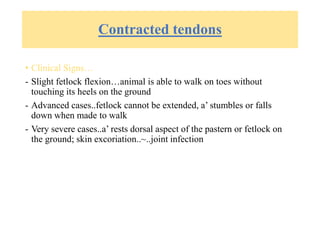 Contracted tendons
• Clinical Signs…
- Slight fetlock flexion…animal is able to walk on toes without
touching its heels on the ground
- Advanced cases..fetlock cannot be extended, a’ stumbles or falls
down when made to walk
- Very severe cases..a’ rests dorsal aspect of the pastern or fetlock on
the ground; skin excoriation..~..joint infection
 