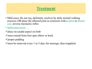 Treatment
• Mild cases..Rx not req..deformity resolves by daily normal walking
exercise; OR place the affected joint in extension with a splint or plaster
cast..inverse myotactic reflex
• Splint placement…
place on caudal aspect on limb
must extend from foot upto elbow or hock
proper padding
must be removed every 1 or 3 days for massage, then reapplied
 