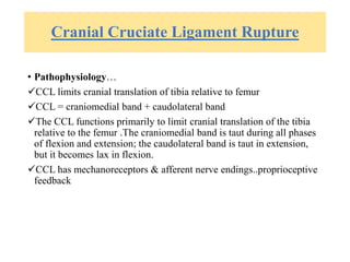 Cranial Cruciate Ligament Rupture
• Pathophysiology…
CCL limits cranial translation of tibia relative to femur
CCL = craniomedial band + caudolateral band
The CCL functions primarily to limit cranial translation of the tibia
relative to the femur .The craniomedial band is taut during all phases
of flexion and extension; the caudolateral band is taut in extension,
but it becomes lax in flexion.
CCL has mechanoreceptors & afferent nerve endings..proprioceptive
feedback
 