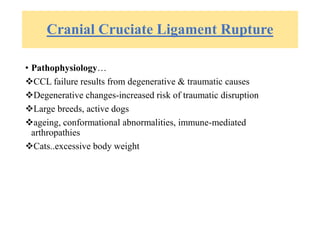 Cranial Cruciate Ligament Rupture
• Pathophysiology…
CCL failure results from degenerative & traumatic causes
Degenerative changes-increased risk of traumatic disruption
Large breeds, active dogs
ageing, conformational abnormalities, immune-mediated
arthropathies
Cats..excessive body weight
 