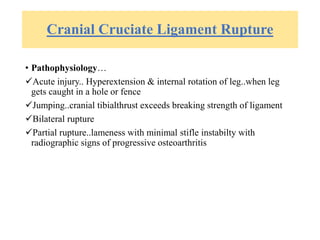 Cranial Cruciate Ligament Rupture
• Pathophysiology…
Acute injury.. Hyperextension & internal rotation of leg..when leg
gets caught in a hole or fence
Jumping..cranial tibialthrust exceeds breaking strength of ligament
Bilateral rupture
Partial rupture..lameness with minimal stifle instabilty with
radiographic signs of progressive osteoarthritis
 