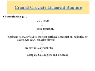 Cranial Cruciate Ligament Rupture
• Pathophysiology…
CCL injury
stifle instability
meniscus injury, synovitis, articular cartilage degeneration, periarticular
osteophyte devp, capsular fibrosis
progressive osteoarthritis
complete CCL rupture and lameness
 