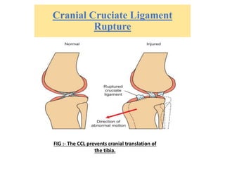 Cranial Cruciate Ligament
Rupture
FIG :- The CCL prevents cranial translation of
the tibia.
 