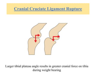 Cranial Cruciate Ligament Rupture
Larger tibial plateau angle results in greater cranial force on tibia
during weight bearing
 