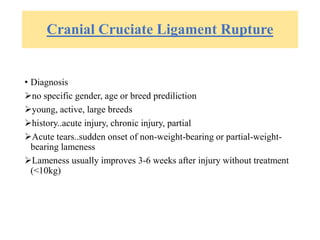 Cranial Cruciate Ligament Rupture
• Diagnosis
no specific gender, age or breed prediliction
young, active, large breeds
history..acute injury, chronic injury, partial
Acute tears..sudden onset of non-weight-bearing or partial-weight-
bearing lameness
Lameness usually improves 3-6 weeks after injury without treatment
(<10kg)
 