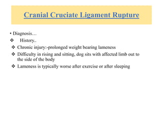Cranial Cruciate Ligament Rupture
• Diagnosis…
 History..
 Chronic injury:-prolonged weight bearing lameness
 Difficulty in rising and sitting, dog sits with affected limb out to
the side of the body
 Lameness is typically worse after exercise or after sleeping
 