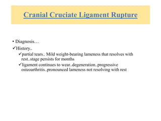 Cranial Cruciate Ligament Rupture
• Diagnosis…
History..
partial tears.. Mild weight-bearing lameness that resolves with
rest..stage persists for months
ligament continues to wear..degeneration..progressive
osteoarthritis..pronounced lameness not resolving with rest
 