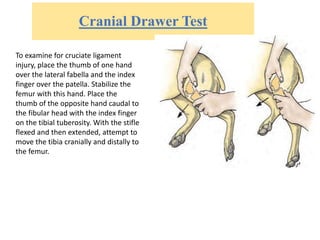 Cranial Drawer Test
To examine for cruciate ligament
injury, place the thumb of one hand
over the lateral fabella and the index
finger over the patella. Stabilize the
femur with this hand. Place the
thumb of the opposite hand caudal to
the fibular head with the index finger
on the tibial tuberosity. With the stifle
flexed and then extended, attempt to
move the tibia cranially and distally to
the femur.
 