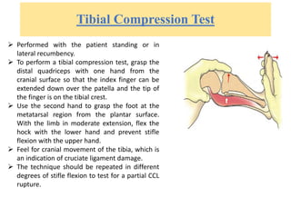 Tibial Compression Test
 Performed with the patient standing or in
lateral recumbency.
 To perform a tibial compression test, grasp the
distal quadriceps with one hand from the
cranial surface so that the index finger can be
extended down over the patella and the tip of
the finger is on the tibial crest.
 Use the second hand to grasp the foot at the
metatarsal region from the plantar surface.
With the limb in moderate extension, flex the
hock with the lower hand and prevent stifle
flexion with the upper hand.
 Feel for cranial movement of the tibia, which is
an indication of cruciate ligament damage.
 The technique should be repeated in different
degrees of stifle flexion to test for a partial CCL
rupture.
 