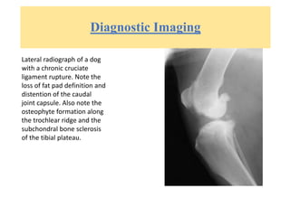 Diagnostic Imaging
Lateral radiograph of a dog
with a chronic cruciate
ligament rupture. Note the
loss of fat pad definition and
distention of the caudal
joint capsule. Also note the
osteophyte formation along
the trochlear ridge and the
subchondral bone sclerosis
of the tibial plateau.
 