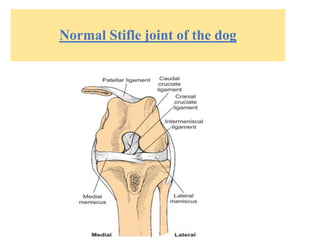 Normal Stifle joint of the dog
 
