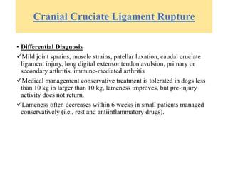 Cranial Cruciate Ligament Rupture
• Differential Diagnosis
Mild joint sprains, muscle strains, patellar luxation, caudal cruciate
ligament injury, long digital extensor tendon avulsion, primary or
secondary arthritis, immune-mediated arthritis
Medical management conservative treatment is tolerated in dogs less
than 10 kg in larger than 10 kg, lameness improves, but pre-injury
activity does not return.
Lameness often decreases within 6 weeks in small patients managed
conservatively (i.e., rest and antiinflammatory drugs).
 